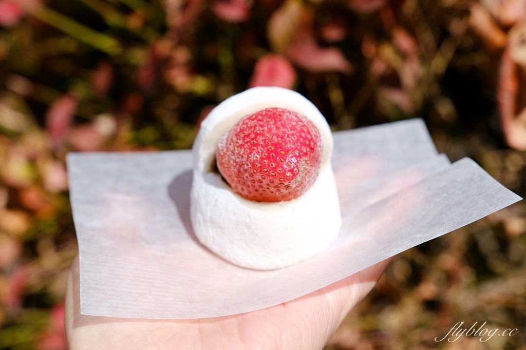 日本大分｜京丹波草莓大福．京都錦市場人氣美食，由布院湯之坪也吃得到 @飛天璇的口袋