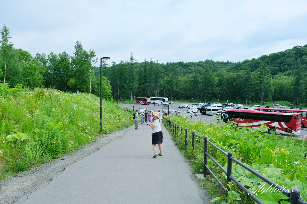 日本北海道｜白金青池．北海道的三個藍之一，被選為蘋果電腦的桌布，美瑛最熱門的景點 @飛天璇的口袋