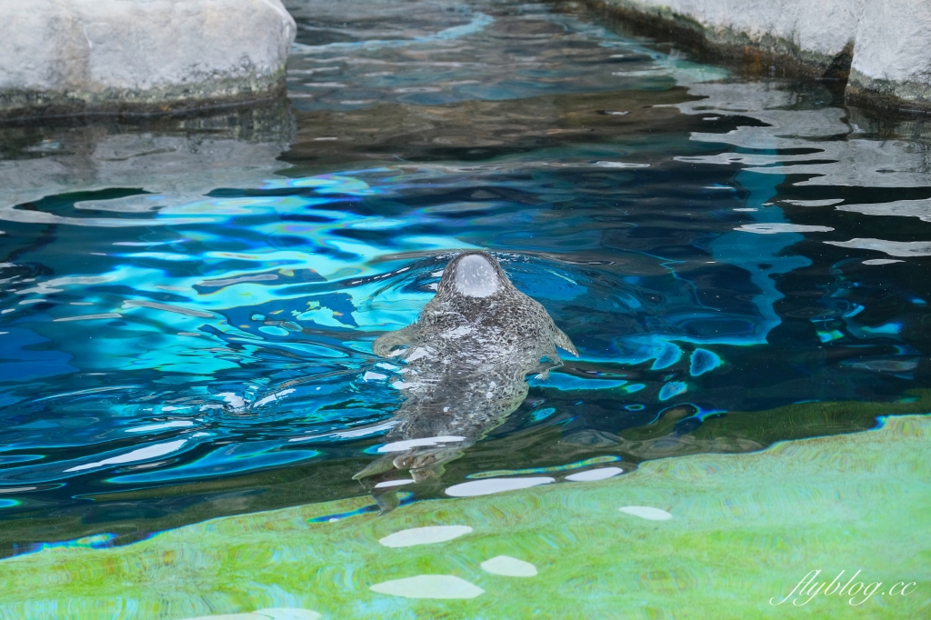 日本北海道｜北海道一日遊．旭山動物園、青池、白鬚瀑布，百匯哈密瓜吃到飽 @飛天璇的口袋