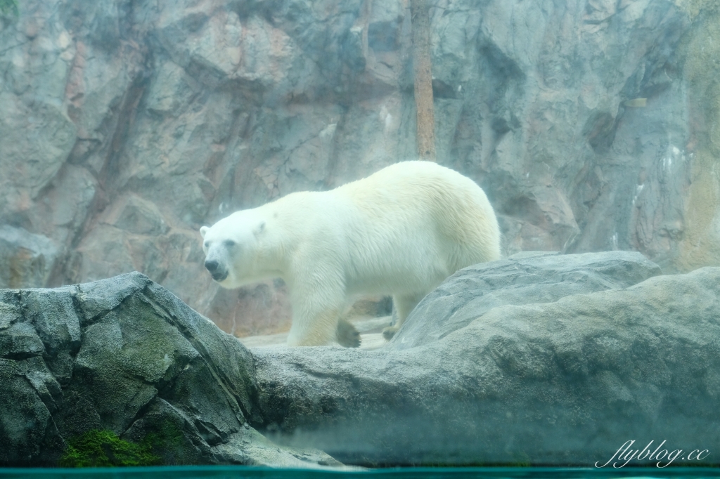 日本北海道｜北海道一日遊．旭山動物園、青池、白鬚瀑布，百匯哈密瓜吃到飽 @飛天璇的口袋