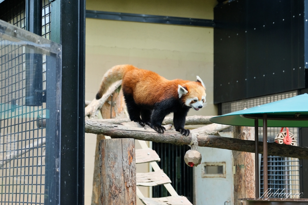 日本北海道｜北海道一日遊．旭山動物園、青池、白鬚瀑布，百匯哈密瓜吃到飽 @飛天璇的口袋