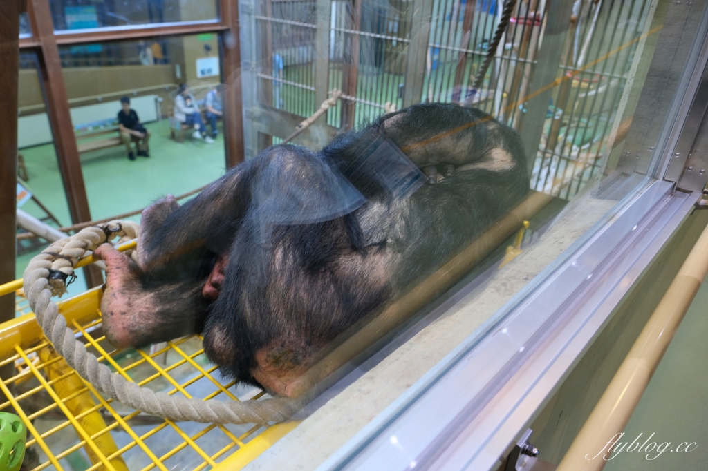 日本北海道｜北海道一日遊．旭山動物園、青池、白鬚瀑布，百匯哈密瓜吃到飽 @飛天璇的口袋