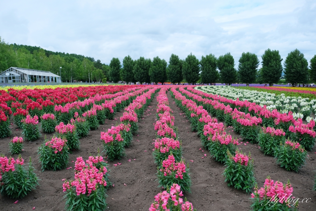 日本北海道｜富田農場．夏季北海道最美景點，到富良野賞薰衣草花田(附Mapcode) @飛天璇的口袋