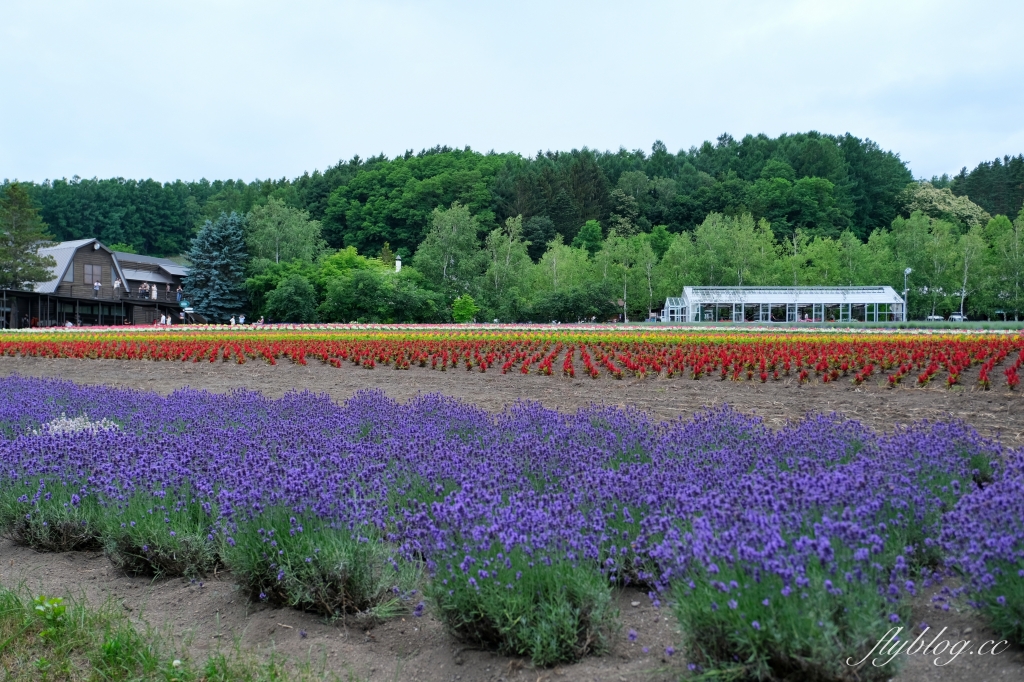 日本北海道｜富田農場．夏季北海道最美景點，到富良野賞薰衣草花田(附Mapcode) @飛天璇的口袋