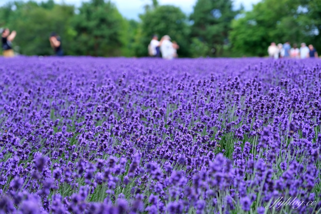 日本北海道｜富田農場．夏季北海道最美景點，到富良野賞薰衣草花田(附Mapcode) @飛天璇的口袋