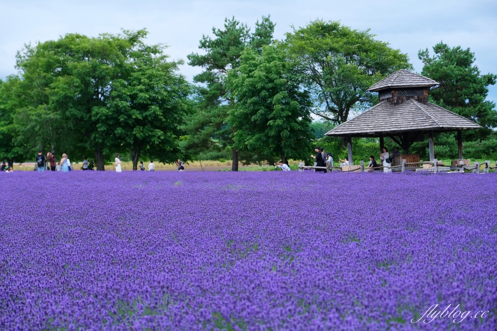 日本北海道｜富田農場．夏季北海道最美景點，到富良野賞薰衣草花田(附Mapcode) @飛天璇的口袋