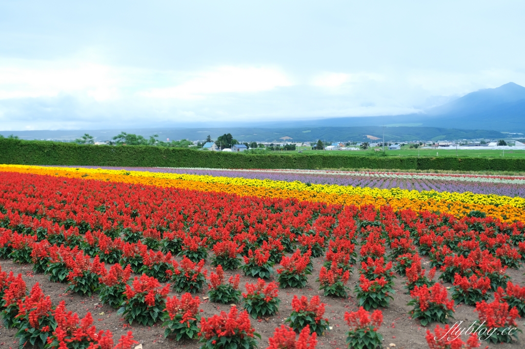 日本北海道｜富田農場．夏季北海道最美景點，到富良野賞薰衣草花田(附Mapcode) @飛天璇的口袋