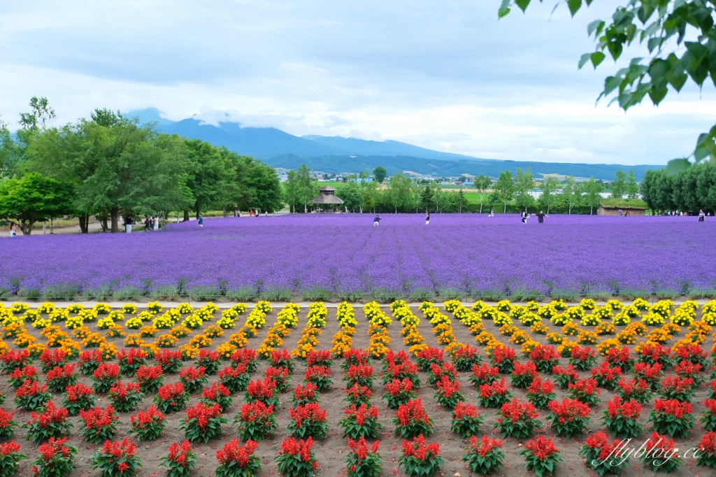 日本北海道｜富田農場．夏季北海道最美景點，到富良野賞薰衣草花田(附Mapcode) @飛天璇的口袋