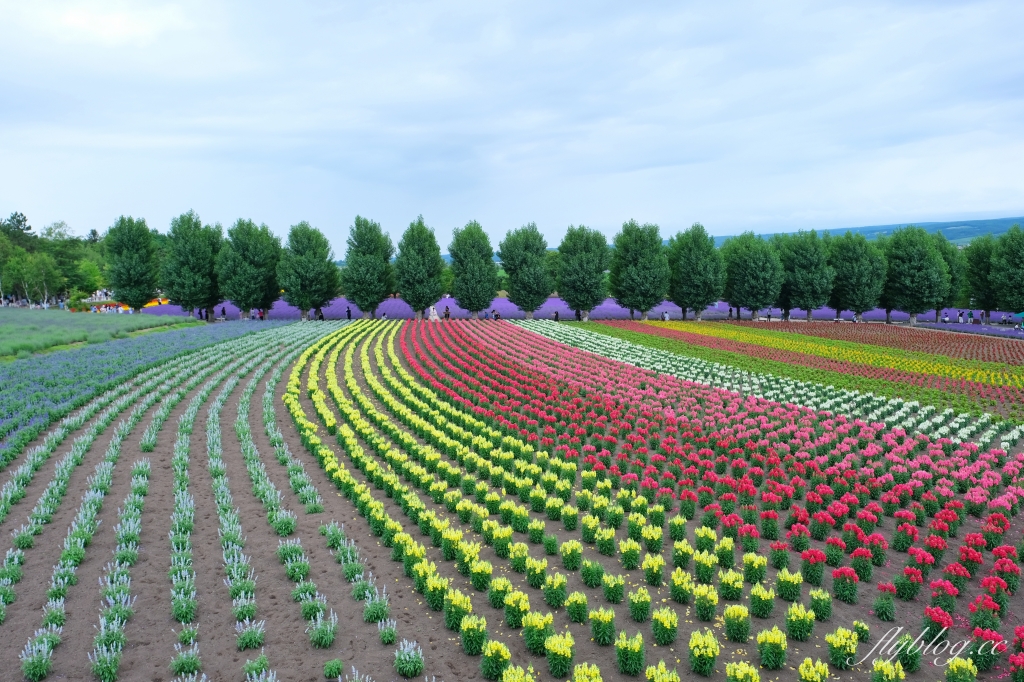 日本北海道｜富田農場．夏季北海道最美景點，到富良野賞薰衣草花田(附Mapcode) @飛天璇的口袋