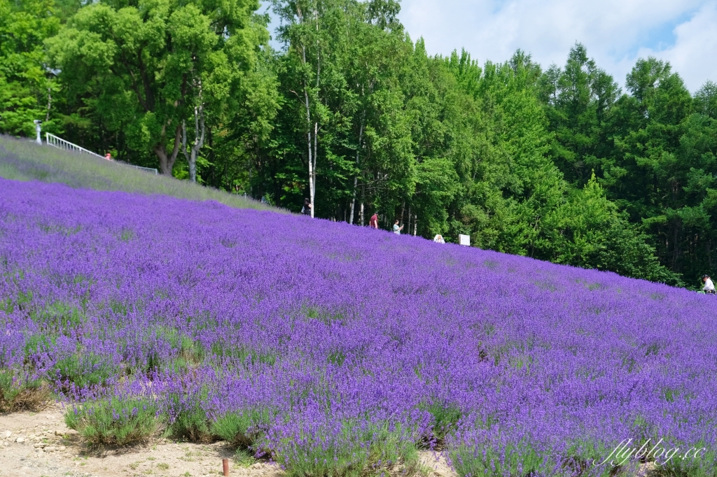 日本北海道｜北星山薰衣草園．坐纜車上山賞薰衣草，坐擁中富良野廣闊景致 @飛天璇的口袋