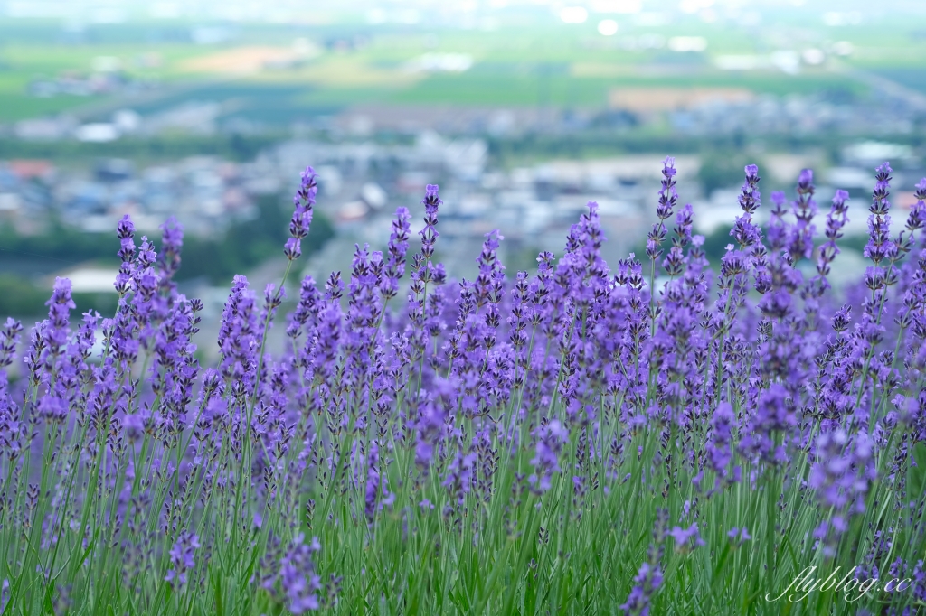 日本北海道｜北星山薰衣草園．坐纜車上山賞薰衣草，坐擁中富良野廣闊景致 @飛天璇的口袋