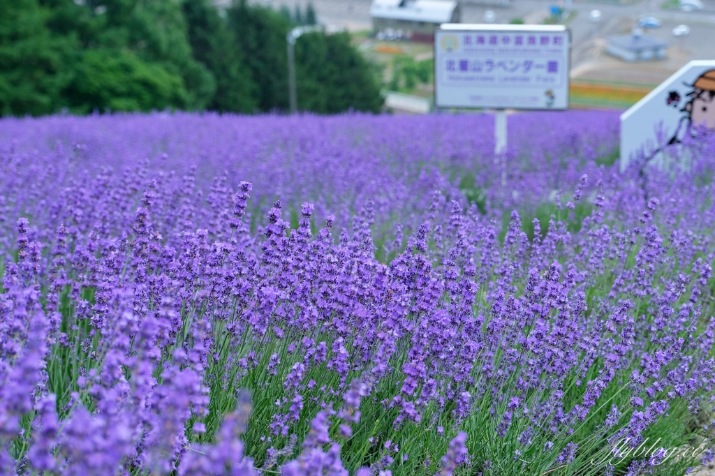 日本北海道｜北星山薰衣草園．坐纜車上山賞薰衣草，坐擁中富良野廣闊景致 @飛天璇的口袋