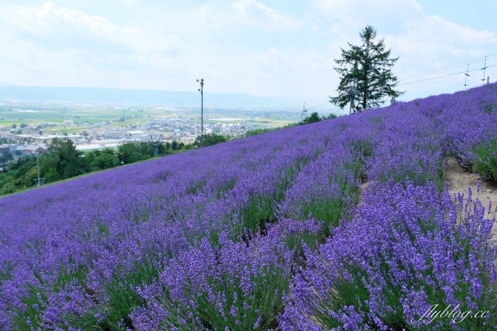 日本北海道｜北星山薰衣草園．坐纜車上山賞薰衣草，坐擁中富良野廣闊景致 @飛天璇的口袋