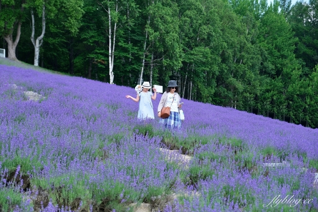 日本北海道｜北星山薰衣草園．坐纜車上山賞薰衣草，坐擁中富良野廣闊景致 @飛天璇的口袋