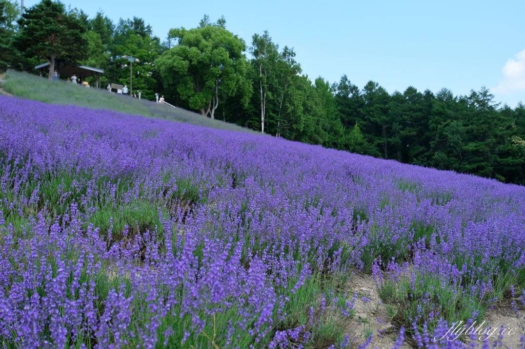 日本北海道｜北星山薰衣草園．坐纜車上山賞薰衣草，坐擁中富良野廣闊景致 @飛天璇的口袋