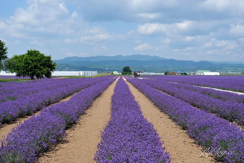 日本北海道｜薰衣草東部 Lavender East．日本最大面積的薰衣草，泡足湯欣賞整片紫色花海 @飛天璇的口袋