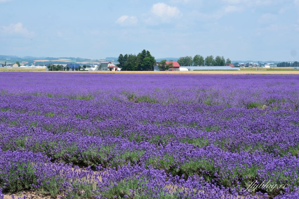 日本北海道｜薰衣草東部 Lavender East．日本最大面積的薰衣草，泡足湯欣賞整片紫色花海 @飛天璇的口袋