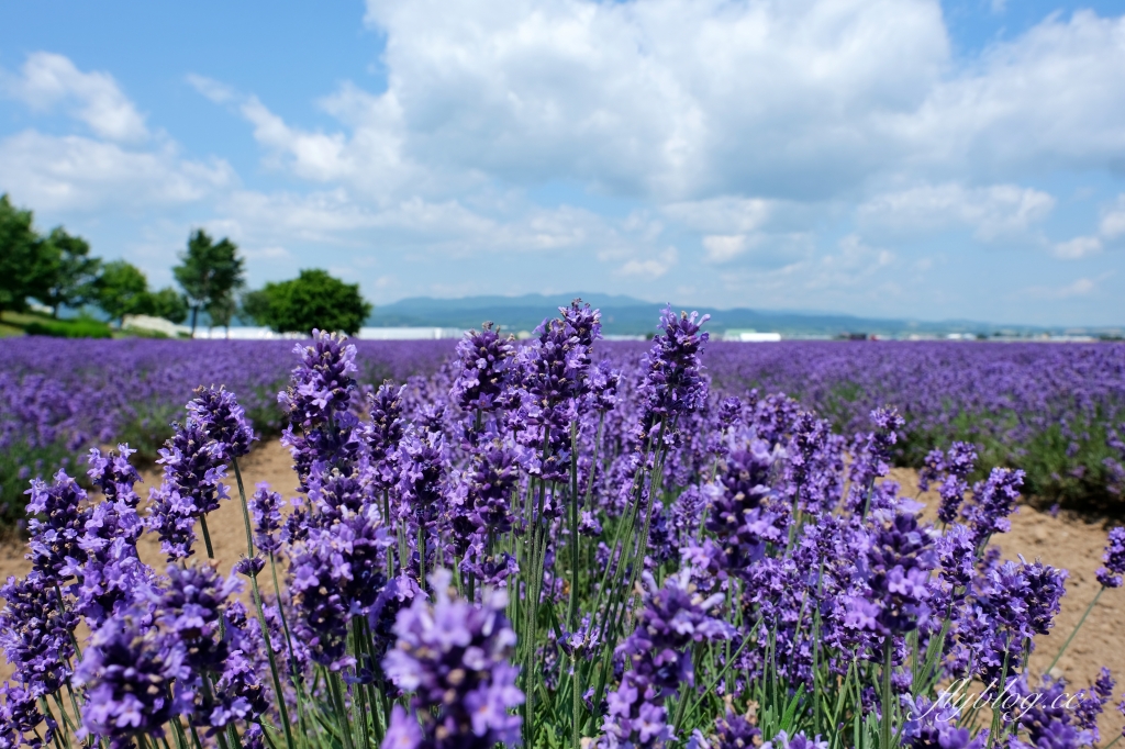 日本北海道｜薰衣草東部 Lavender East．日本最大面積的薰衣草，泡足湯欣賞整片紫色花海 @飛天璇的口袋