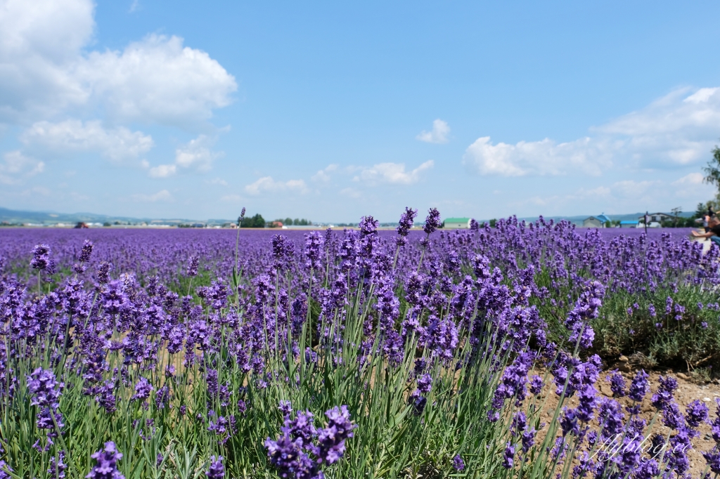 日本北海道｜薰衣草東部 Lavender East．日本最大面積的薰衣草，泡足湯欣賞整片紫色花海 @飛天璇的口袋