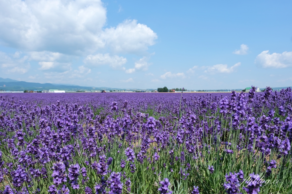 日本北海道｜薰衣草東部 Lavender East．日本最大面積的薰衣草，泡足湯欣賞整片紫色花海 @飛天璇的口袋