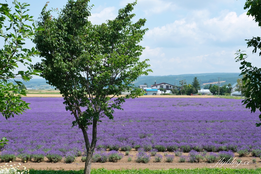 日本北海道｜薰衣草東部 Lavender East．日本最大面積的薰衣草，泡足湯欣賞整片紫色花海 @飛天璇的口袋