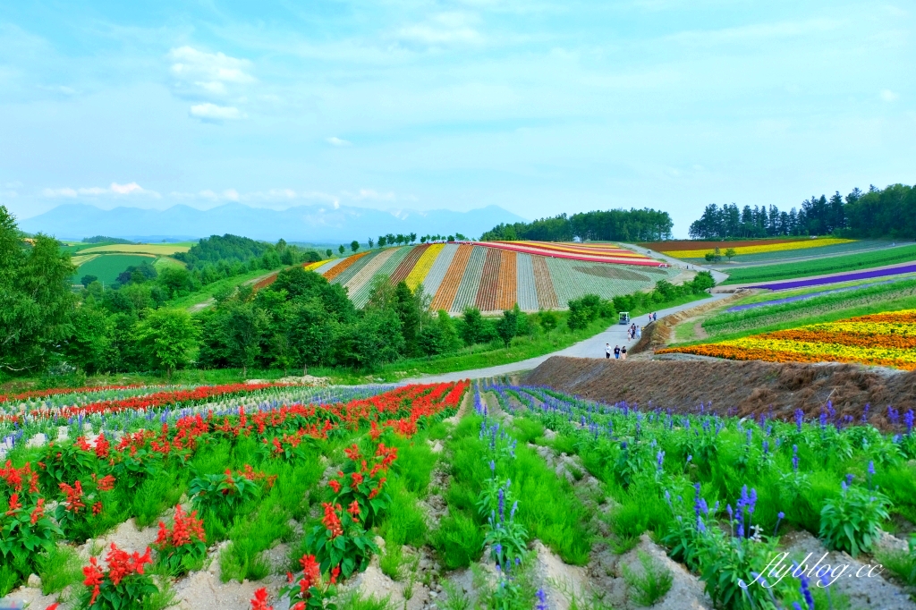 日本北海道｜四季彩之丘．美瑛夢幻賞花景點，五彩繽紛大自然拼布(附Mapcode) @飛天璇的口袋