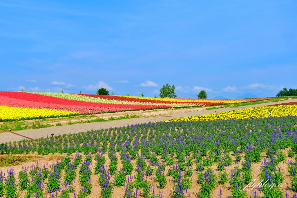 日本北海道｜四季彩之丘．美瑛夢幻賞花景點，五彩繽紛大自然拼布(附Mapcode) @飛天璇的口袋