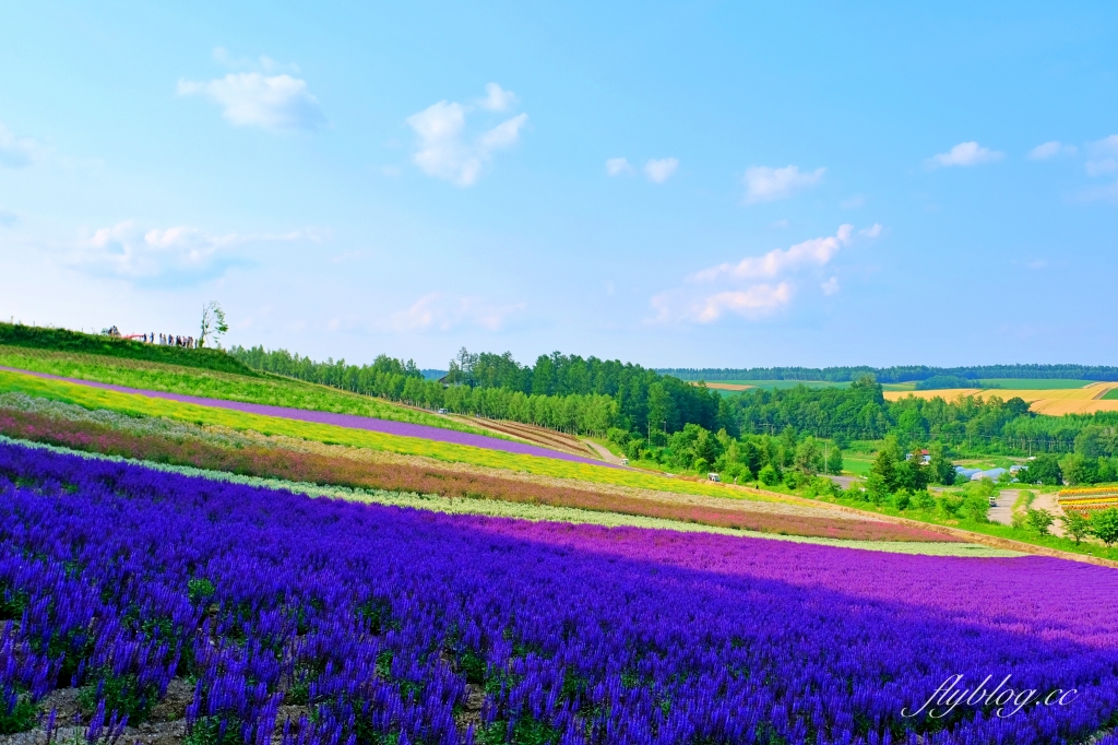 日本北海道｜四季彩之丘．美瑛夢幻賞花景點，五彩繽紛大自然拼布(附Mapcode) @飛天璇的口袋