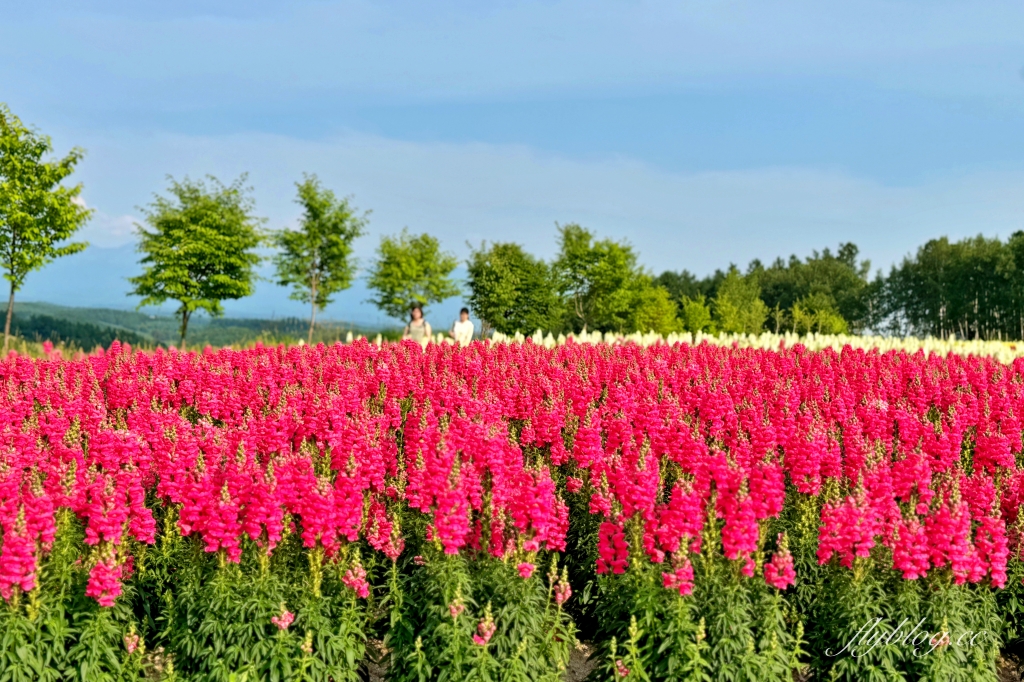 日本北海道｜四季彩之丘．美瑛夢幻賞花景點，五彩繽紛大自然拼布(附Mapcode) @飛天璇的口袋