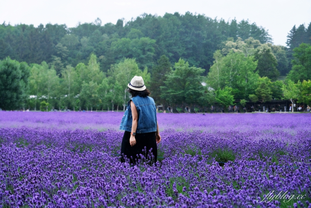 日本北海道｜富田農場．夏季北海道最美景點，到富良野賞薰衣草花田(附Mapcode) @飛天璇的口袋