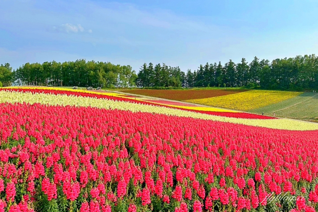 日本北海道｜四季彩之丘．美瑛夢幻賞花景點，五彩繽紛大自然拼布(附Mapcode) @飛天璇的口袋