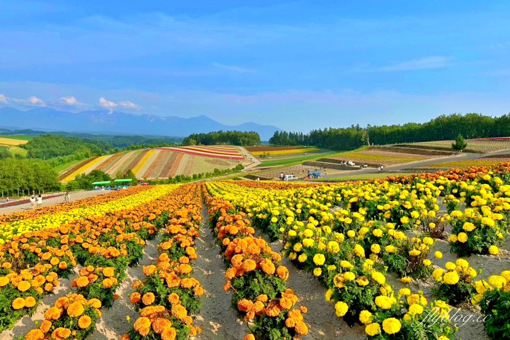 日本北海道｜四季彩之丘．美瑛夢幻賞花景點，五彩繽紛大自然拼布(附Mapcode) @飛天璇的口袋