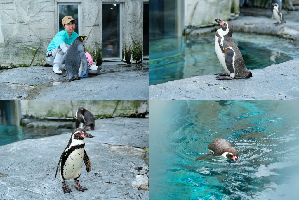 日本北海道｜北海道一日遊．旭山動物園、青池、白鬚瀑布，百匯哈密瓜吃到飽 @飛天璇的口袋