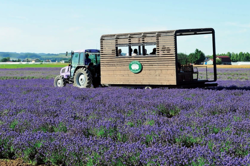 日本北海道｜薰衣草東部 Lavender East．日本最大面積的薰衣草，泡足湯欣賞整片紫色花海 @飛天璇的口袋