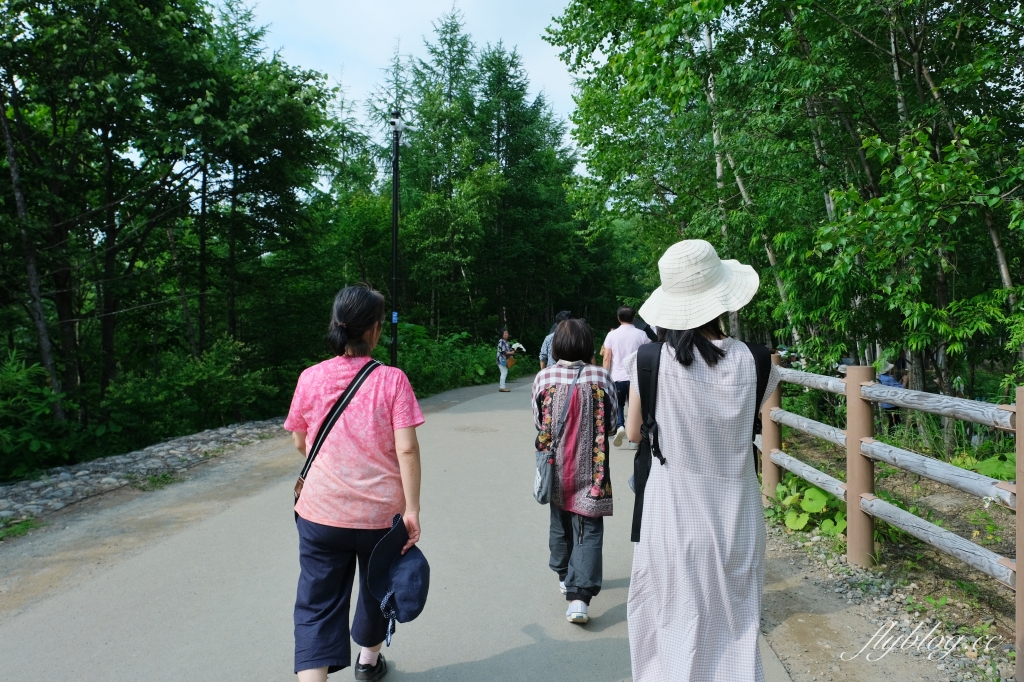 日本北海道｜白金青池．北海道的三個藍之一，被選為蘋果電腦的桌布，美瑛最熱門的景點 @飛天璇的口袋