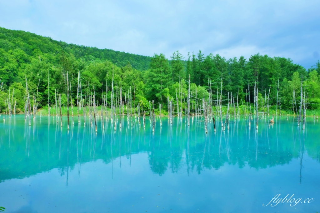 日本北海道｜白金青池．北海道的三個藍之一，被選為蘋果電腦的桌布，美瑛最熱門的景點 @飛天璇的口袋