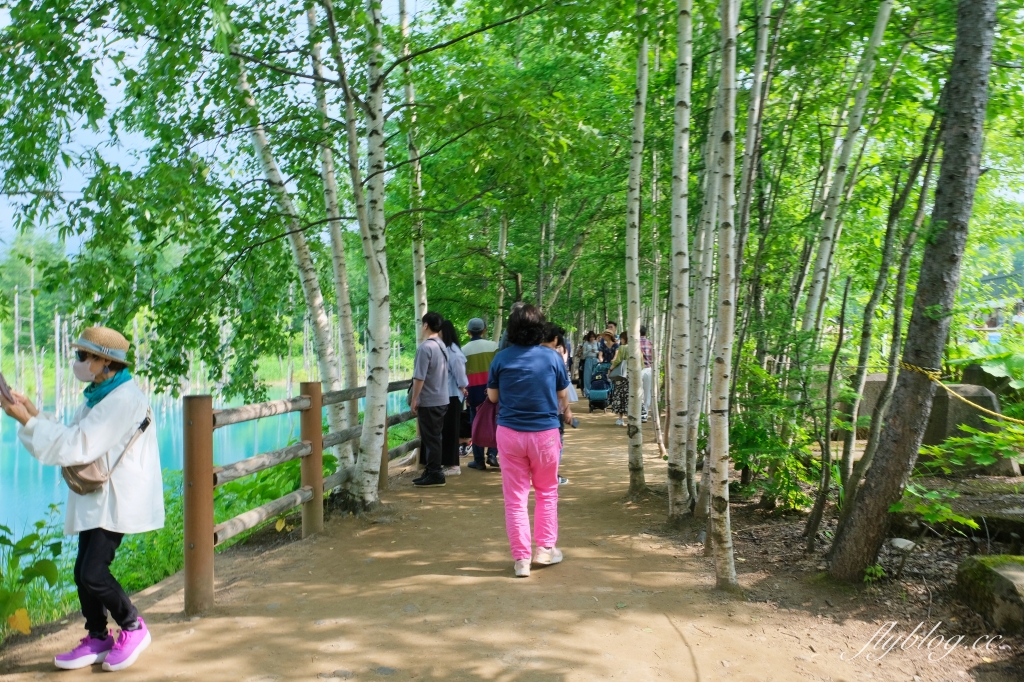 日本北海道｜白金青池．北海道的三個藍之一，被選為蘋果電腦的桌布，美瑛最熱門的景點 @飛天璇的口袋