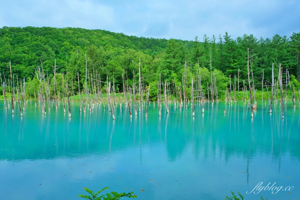 日本北海道｜白金青池．北海道的三個藍之一，被選為蘋果電腦的桌布，美瑛最熱門的景點 @飛天璇的口袋