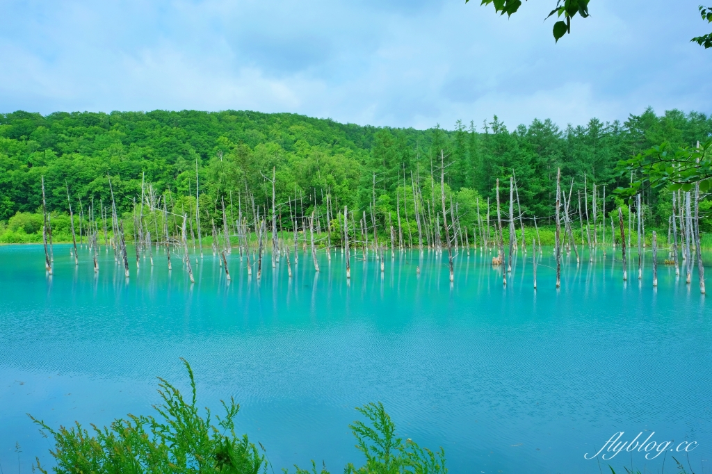 日本北海道｜白金青池．北海道的三個藍之一，被選為蘋果電腦的桌布，美瑛最熱門的景點 @飛天璇的口袋