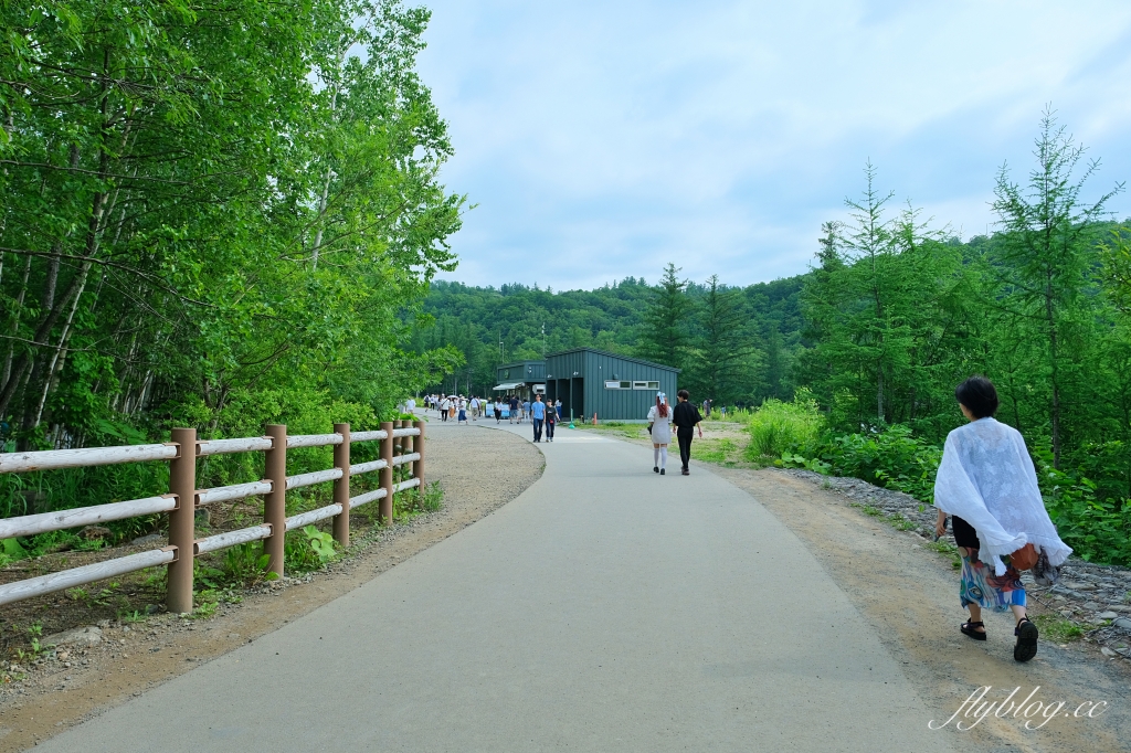 日本北海道｜白金青池．北海道的三個藍之一，被選為蘋果電腦的桌布，美瑛最熱門的景點 @飛天璇的口袋