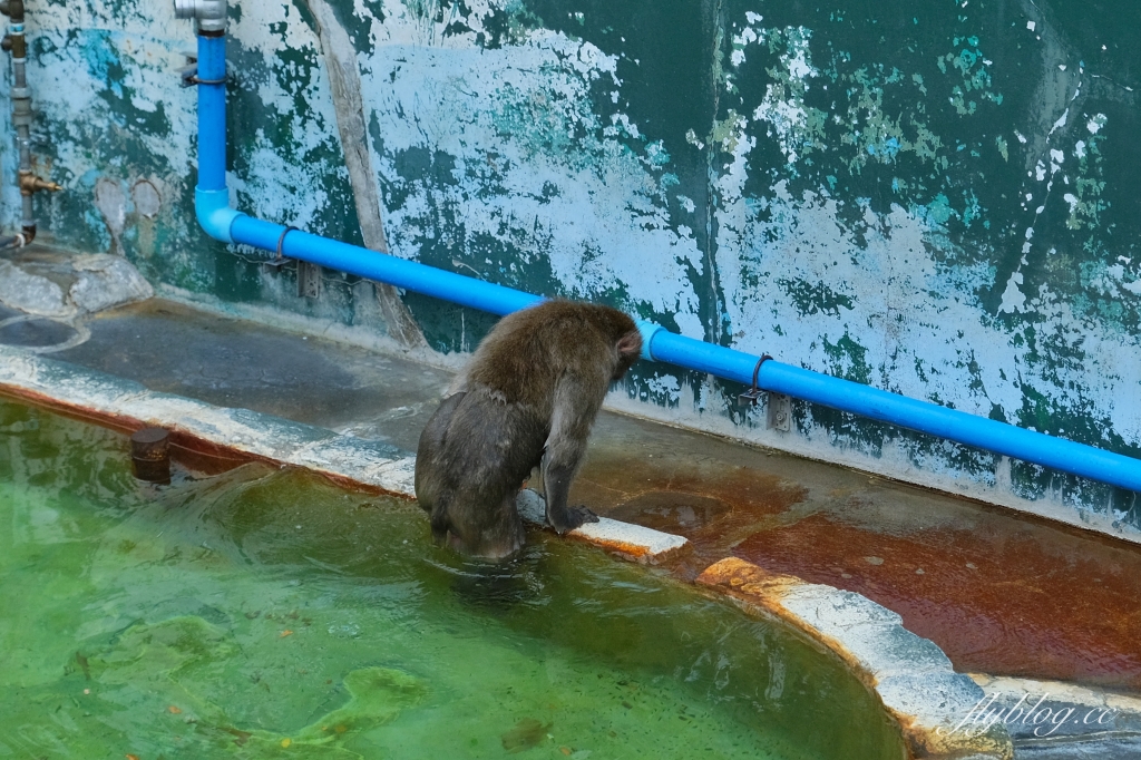 日本北海道｜函館市熱帶植物園．冬天欣賞彌猴泡溫泉秀，交通方式及門票費用介紹 @飛天璇的口袋