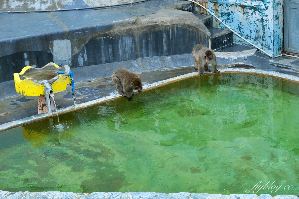 日本北海道｜函館市熱帶植物園．冬天欣賞彌猴泡溫泉秀，交通方式及門票費用介紹 @飛天璇的口袋