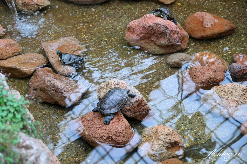 日本北海道｜函館市熱帶植物園．冬天欣賞彌猴泡溫泉秀，交通方式及門票費用介紹 @飛天璇的口袋