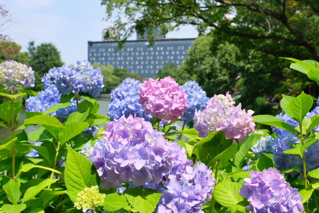 日本北海道｜中島公園．日劇《First Love 初戀》拍攝地，札幌市中心的小綠洲 @飛天璇的口袋