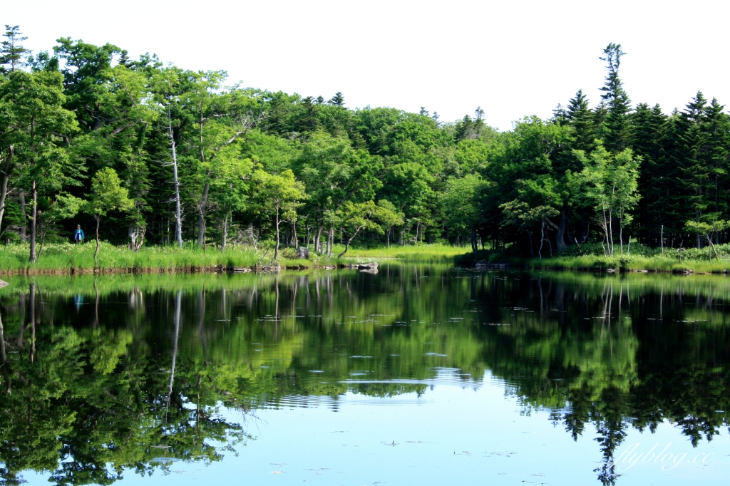 日本北海道｜知床國立公園．聯合國教科文組織登錄的世界遺產，知床五湖導覽時期及預約方式 @飛天璇的口袋