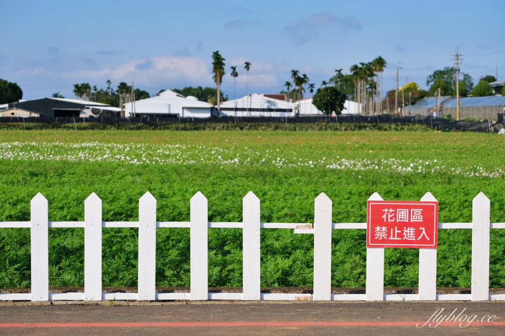 【2024新社花海】台中國際花毯節11/9開跑，太空花境7大主題一次看，交通管制和周邊景點介紹 @飛天璇的口袋