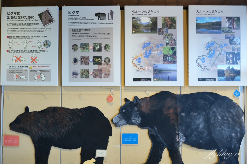 日本北海道｜知床國立公園．聯合國教科文組織登錄的世界遺產，知床五湖導覽時期及預約方式 @飛天璇的口袋