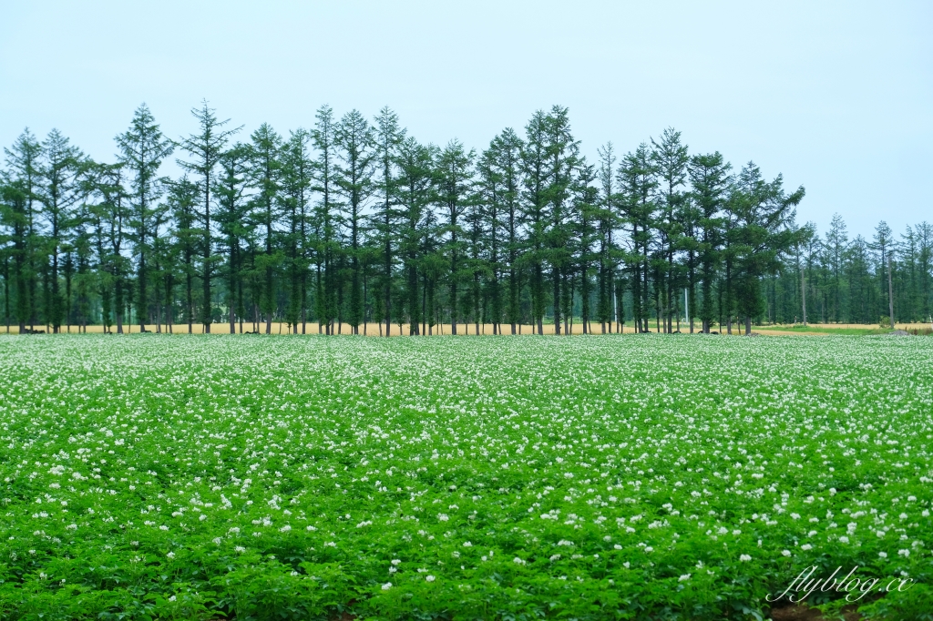 日本北海道｜知床國立公園．聯合國教科文組織登錄的世界遺產，知床五湖導覽時期及預約方式 @飛天璇的口袋