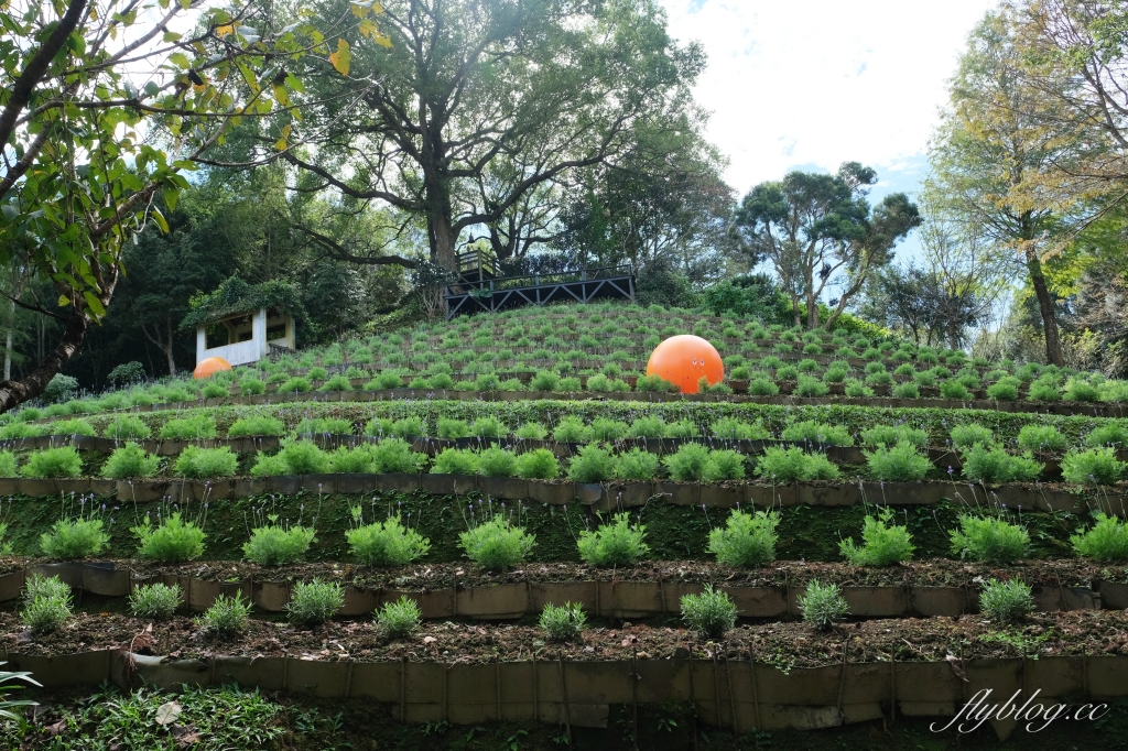 台中新社｜薰衣草森林．隱藏森林裡的奢華露營車，尋找可愛的阿尼斯特 @飛天璇的口袋