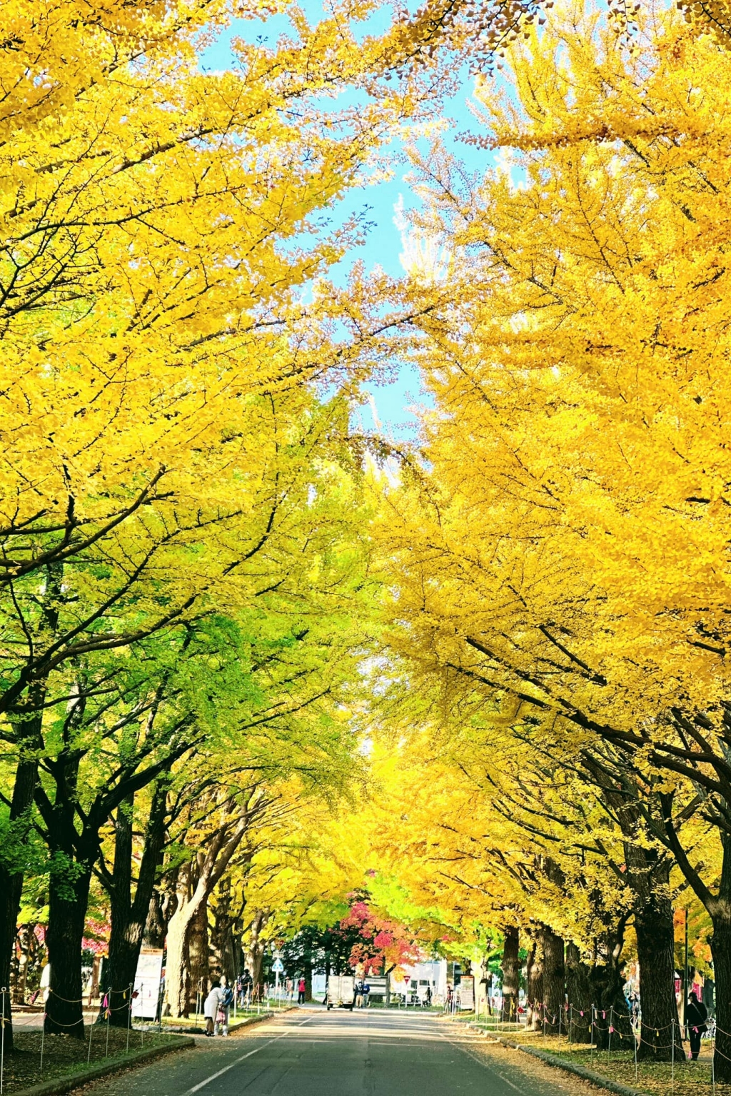 日本北海道｜札幌一日遊．電車一日券玩札幌，白色戀人公園、北海道神宮、大通公園、狸小路，10個札幌美食景點整理 @飛天璇的口袋